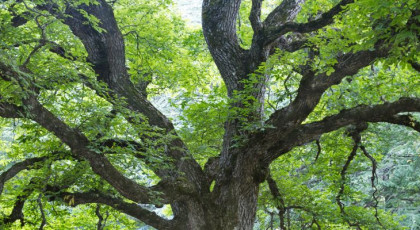 Buk “Serce Ogrodu” z Wojsławic tegorocznym kandydatem na Europejskie Drzewo Roku!